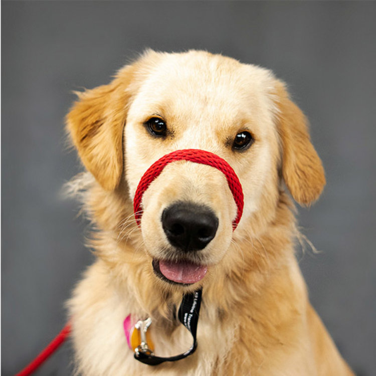 Heather Heroes Sidekick Red Regular 3/8" Leash