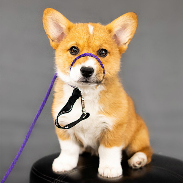 Heather Heroes Sidekick Purple Mini 1/4" Leash