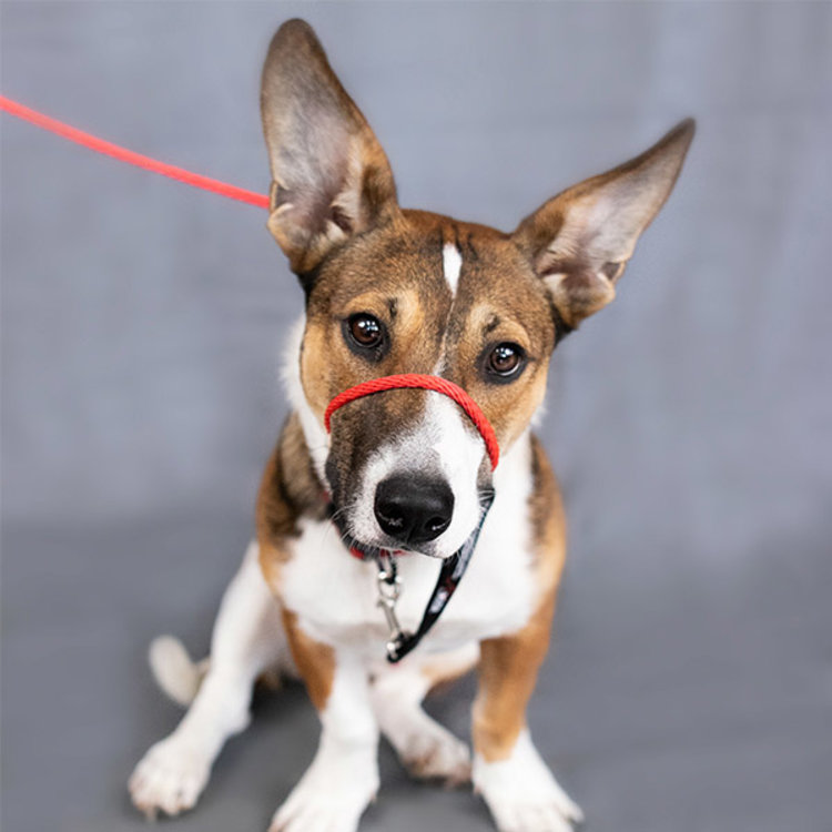 Heather Heroes Sidekick Red Mini 1/4" Leash