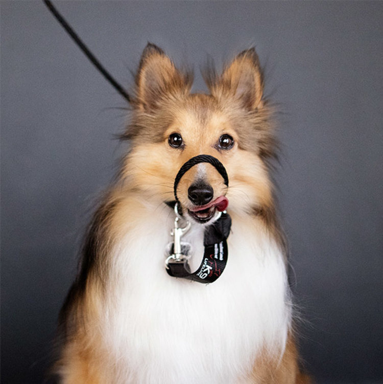 Heather Heroes Sidekick Black Mini 1/4" Leash