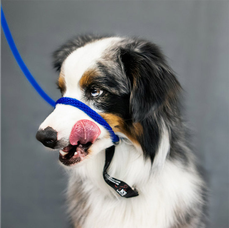 Heather Heroes Sidekick Blue Mini 1/4" Leash