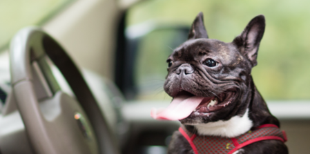 Protect Your Pets From Heatstroke