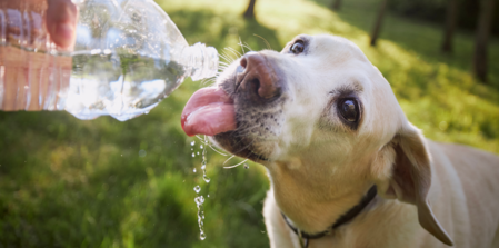 Healthy Hydration