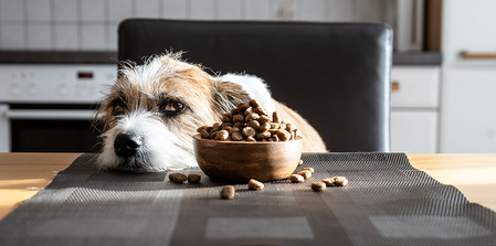 Is Your Pet's Food Harmful or Healthy?