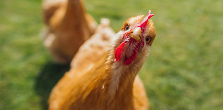 Are Your Pets Eating Food or Feed?