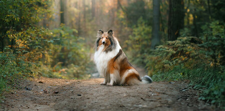 Skin-tastic Tips for a Radiant Dog
