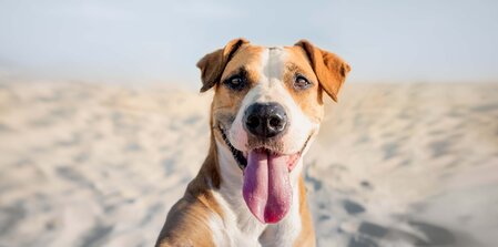 Cherishing Bully Breeds