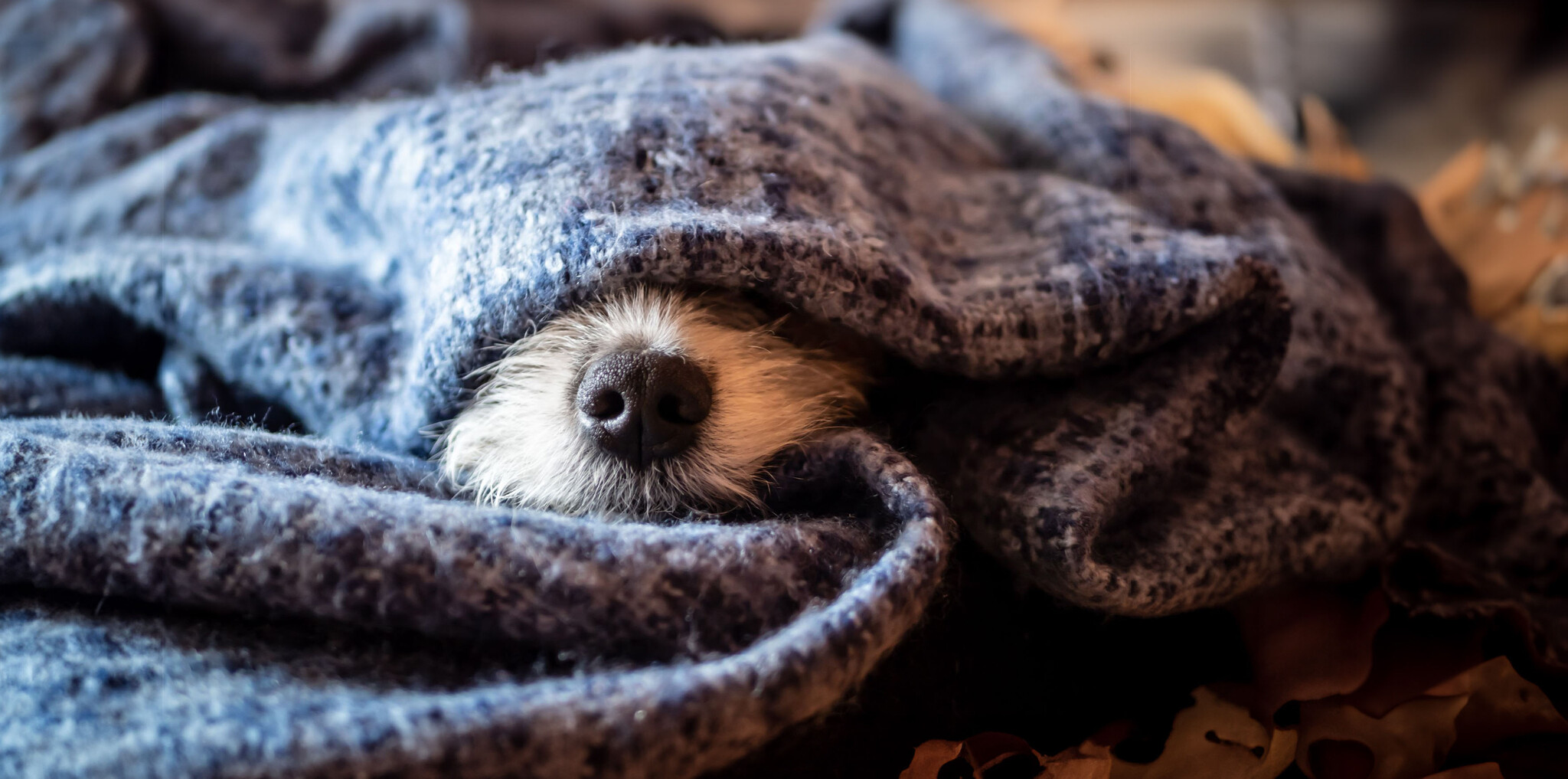 Warm Winter Wags - Fetch Pet Boutique
