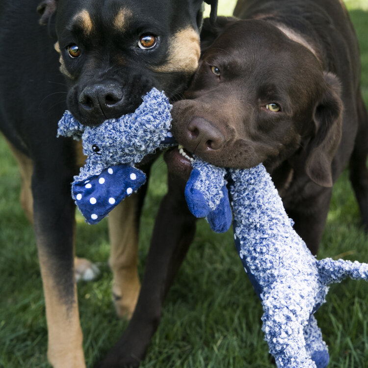 Shakers Luvs Elephant Plush L