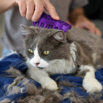 Cat Zoom Groom