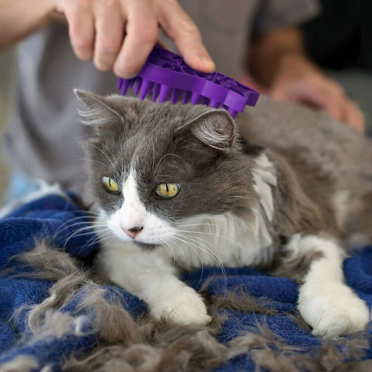 Cat Zoom Groom