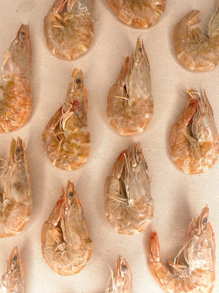 Droolicious Freeze Dried Shrimp