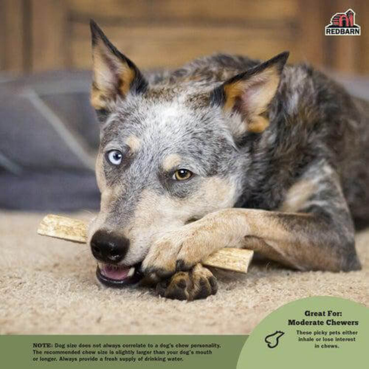 RedBarn Moose Antler L