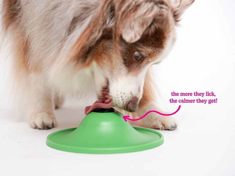 Stashios Stashios Smooth Saucer