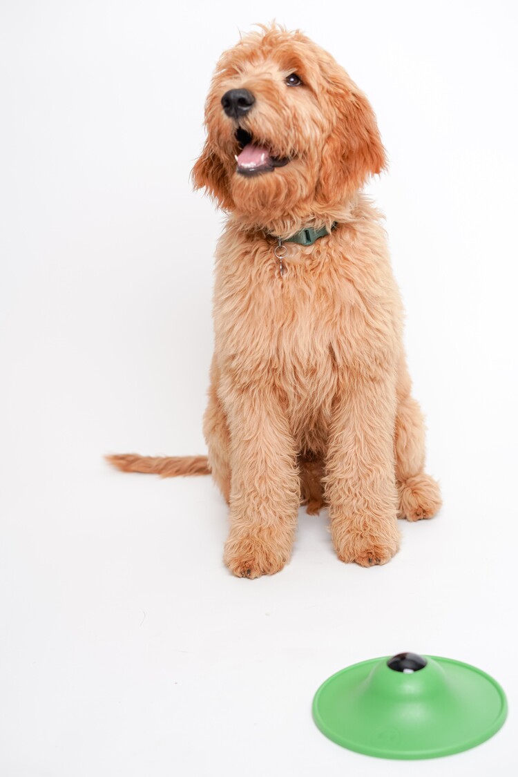 Stashios Stashios Smooth Saucer