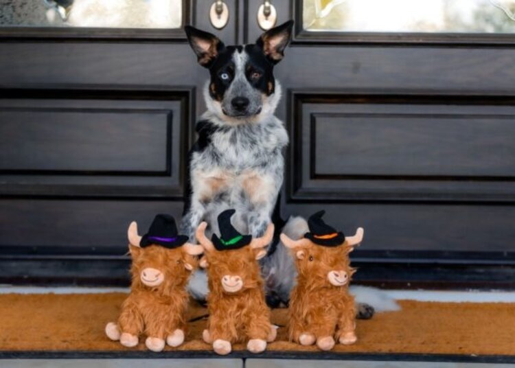 Multipet Highland Cow Witch Hat