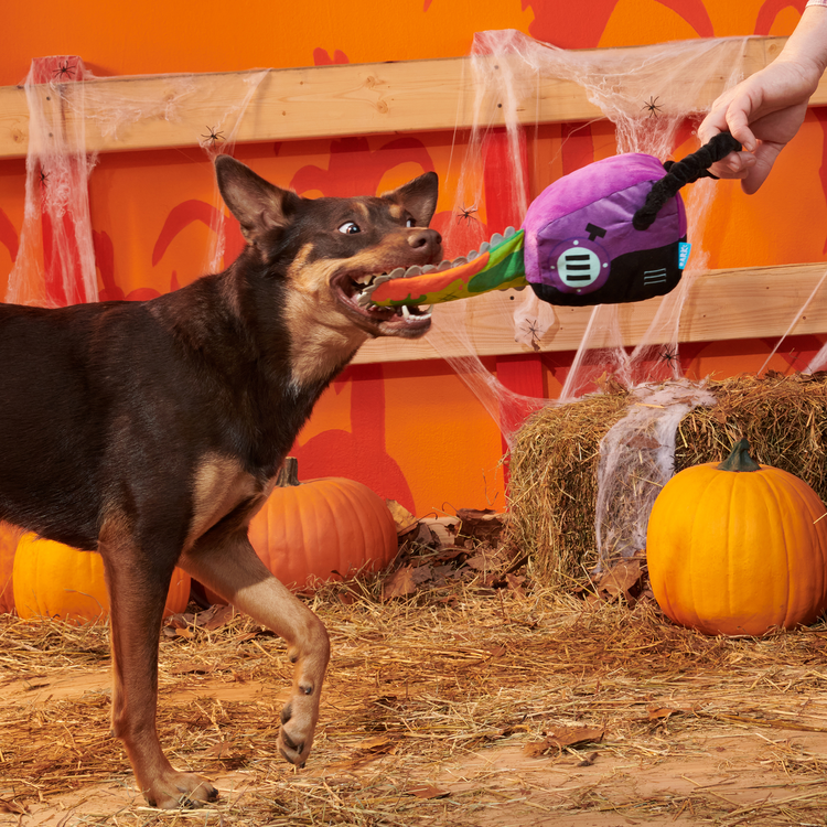 BARK BARK Dog Texas Chainspaw