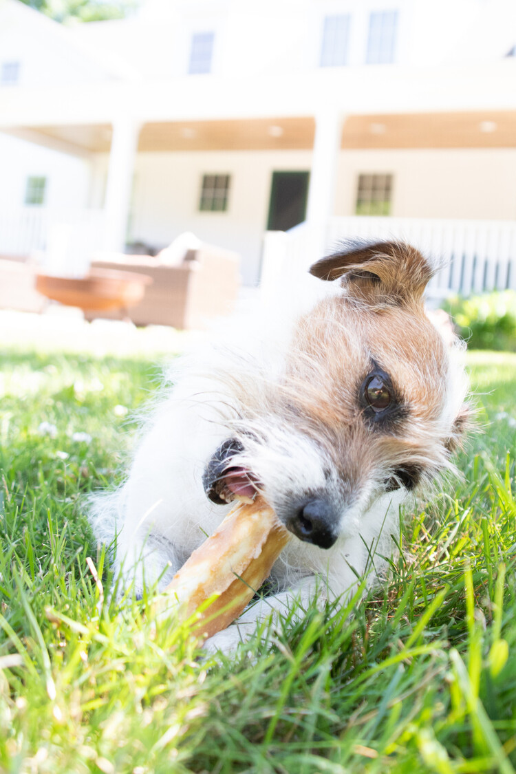 EARTH ANIMAL DOG NO-HIDE SALMON 4IN single