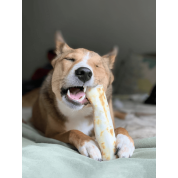 EARTH ANIMAL DOG NO-HIDE PORK 11 INCHES single