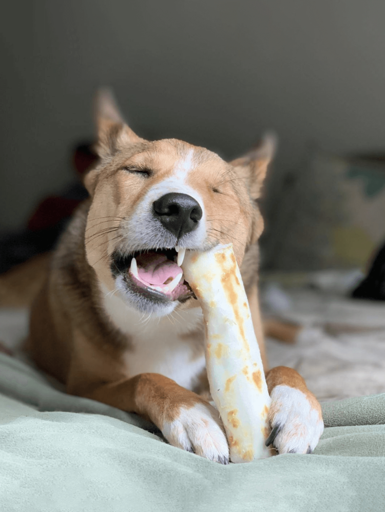 EARTH ANIMAL DOG NO-HIDE PORK 4 IN single