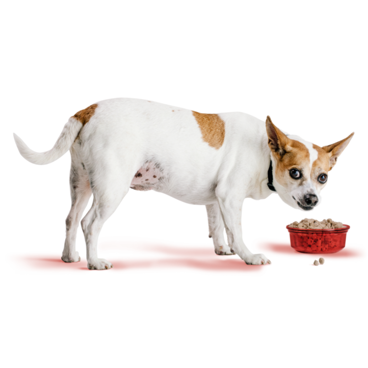 BIXBI RAWBBLE DOG FD BEEF 4.5OZ