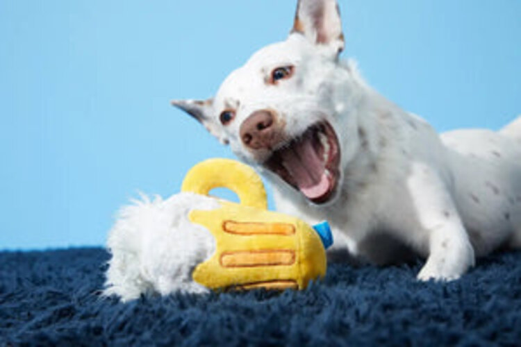 BARK Bark Hair of the Dog