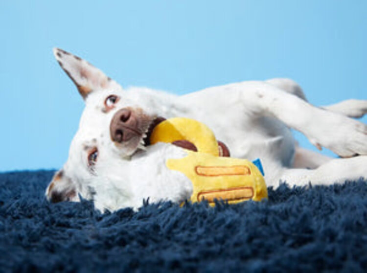 BARK Bark Hair of the Dog