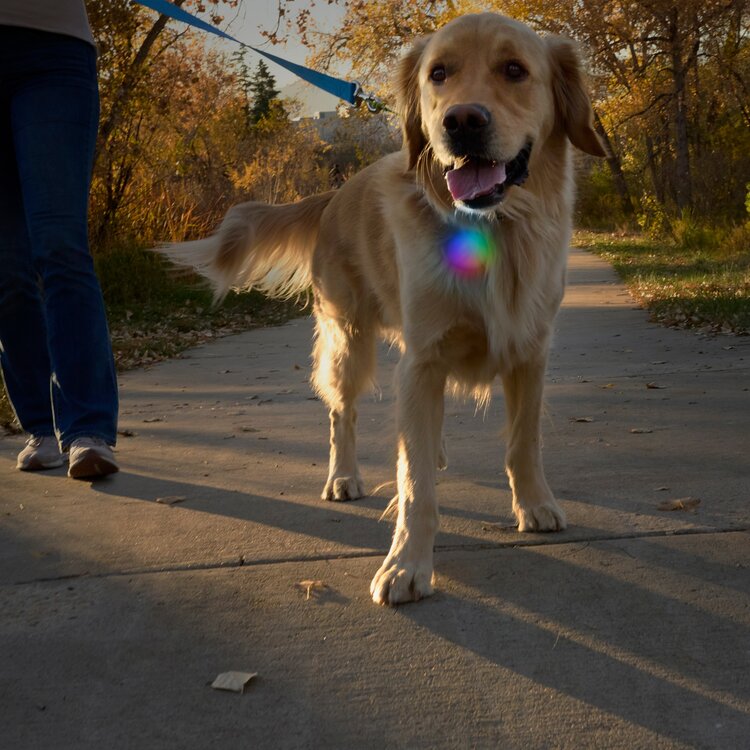 NiteIze SpotLit XL LED Collar Light Disc-O Select