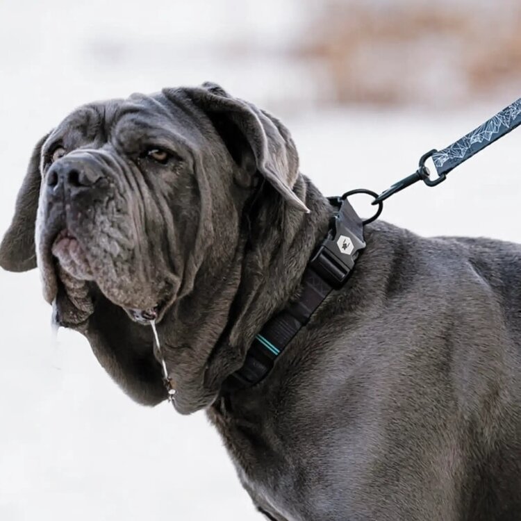 NightOwl Dog Collar 8-12"