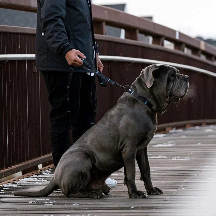 NightOwl Dog Collar 8-12"