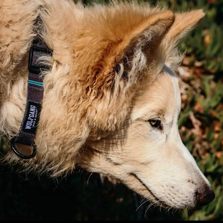 NightOwl Dog Collar 8-12"