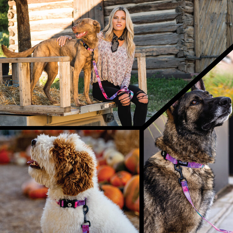 DayDream Dog Collar 6-8"