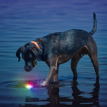 NiteIze Dog Glowstreak LED Ball Disc-O