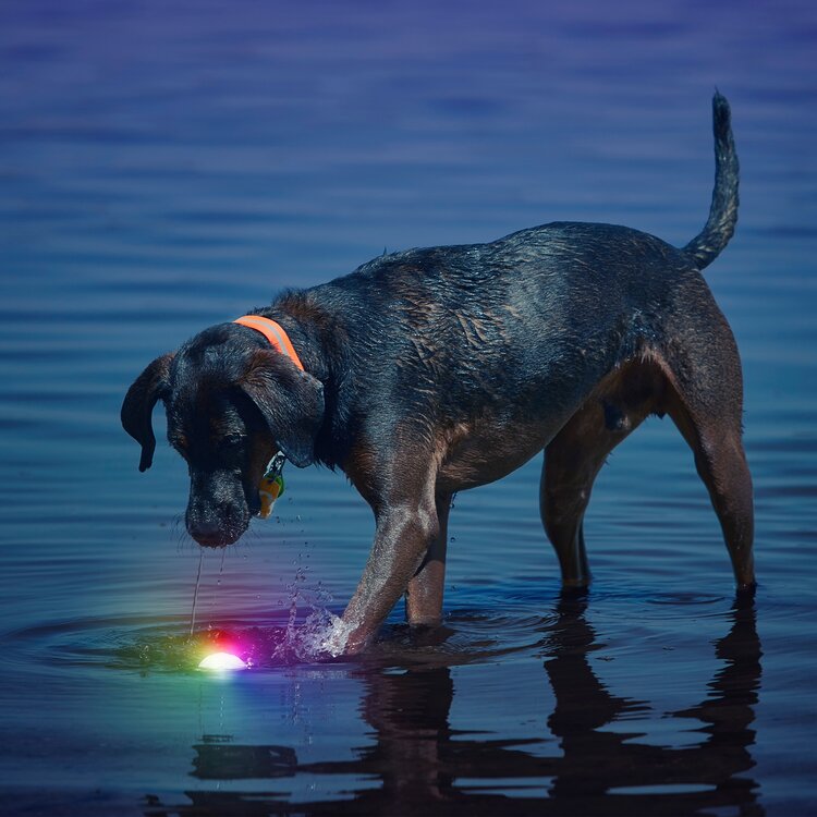 NiteIze Dog Glowstreak LED Ball Disc-O