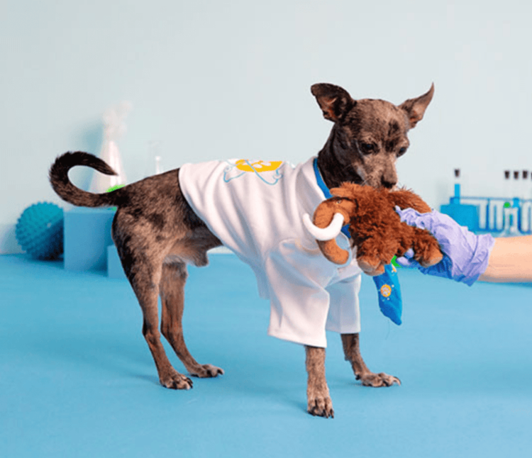 BARK Bark Winston the Wooly Mammouth