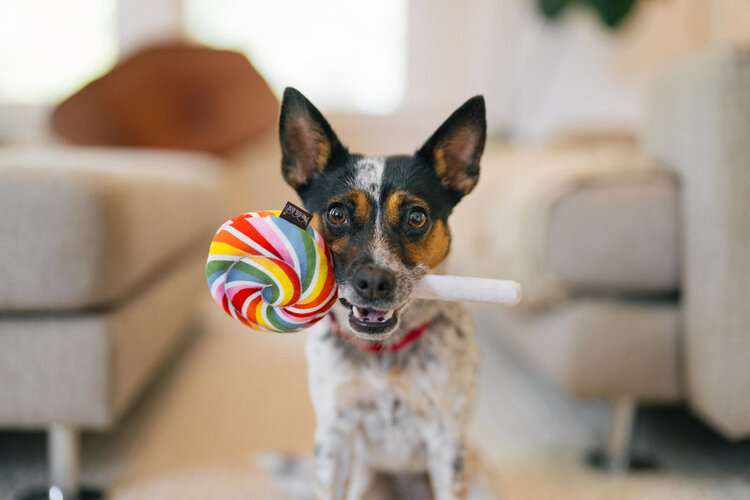 Snack Attack Lollipup