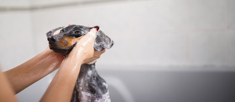 Kierstan - Puppy Primp Academy (0-25 lbs)