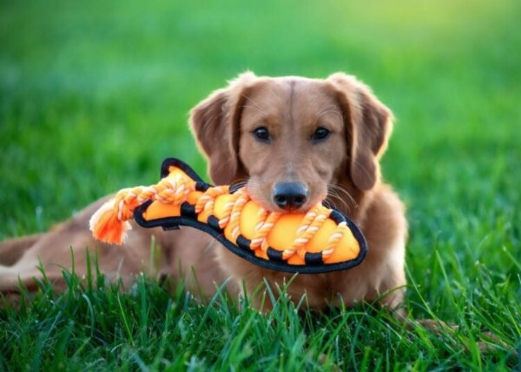 Fish Cross Rope Toy 16"