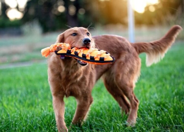 Fish Cross Rope Toy 16"