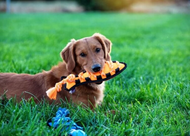 Fish Cross Rope Toy 16"