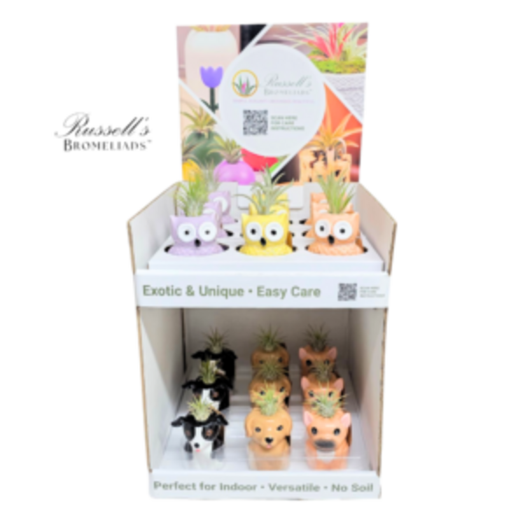 Russell's Bromeliads Puppy Planter