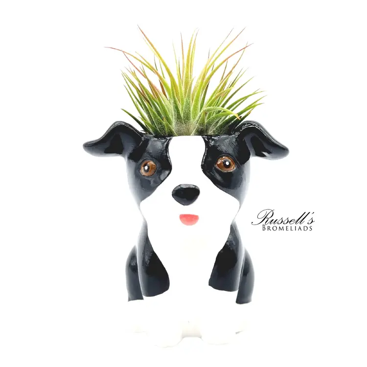 Russell's Bromeliads Puppy Planter