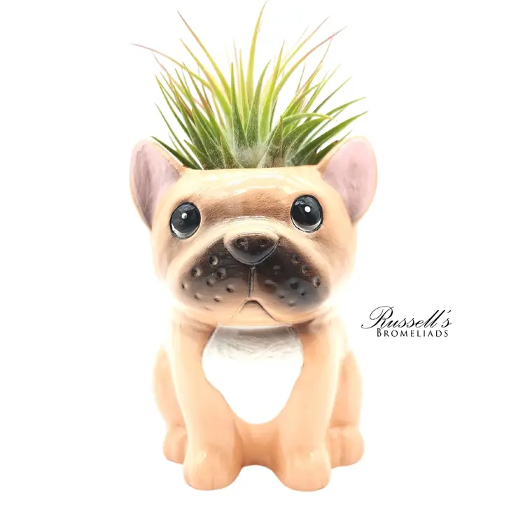 Russell's Bromeliads Puppy Planter