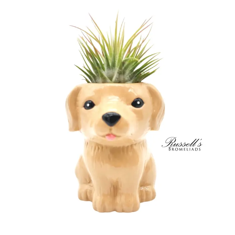 Russell's Bromeliads Puppy Planter