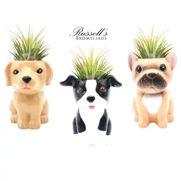 Russell's Bromeliads Puppy Planter