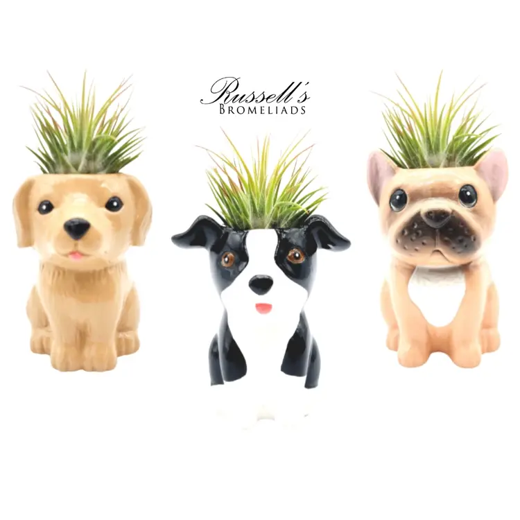 Russell's Bromeliads Puppy Planter