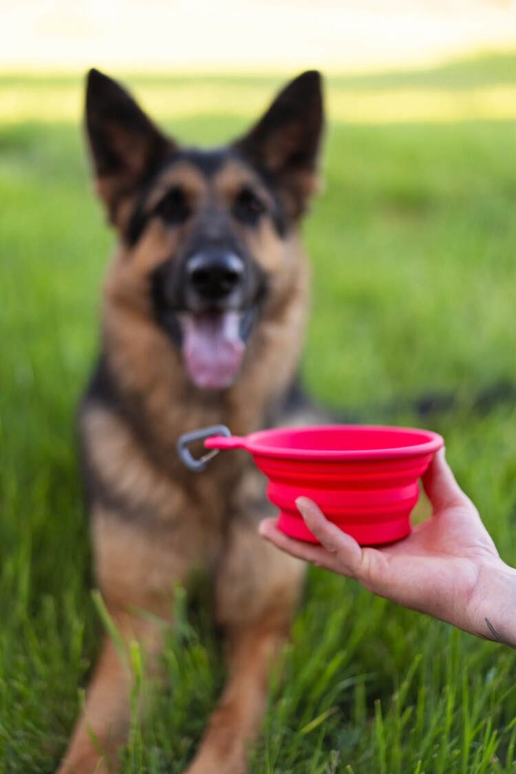 Messy Mutts Silicone Collapsible Bowl Red 1.5 cup
