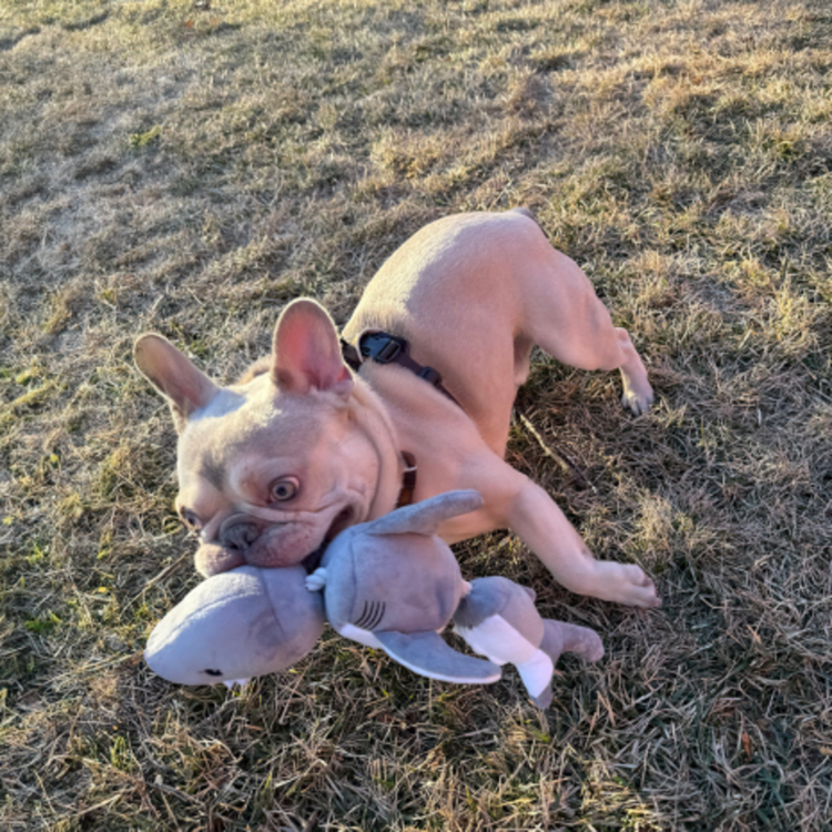 Tall Tails Shark Rope 14"