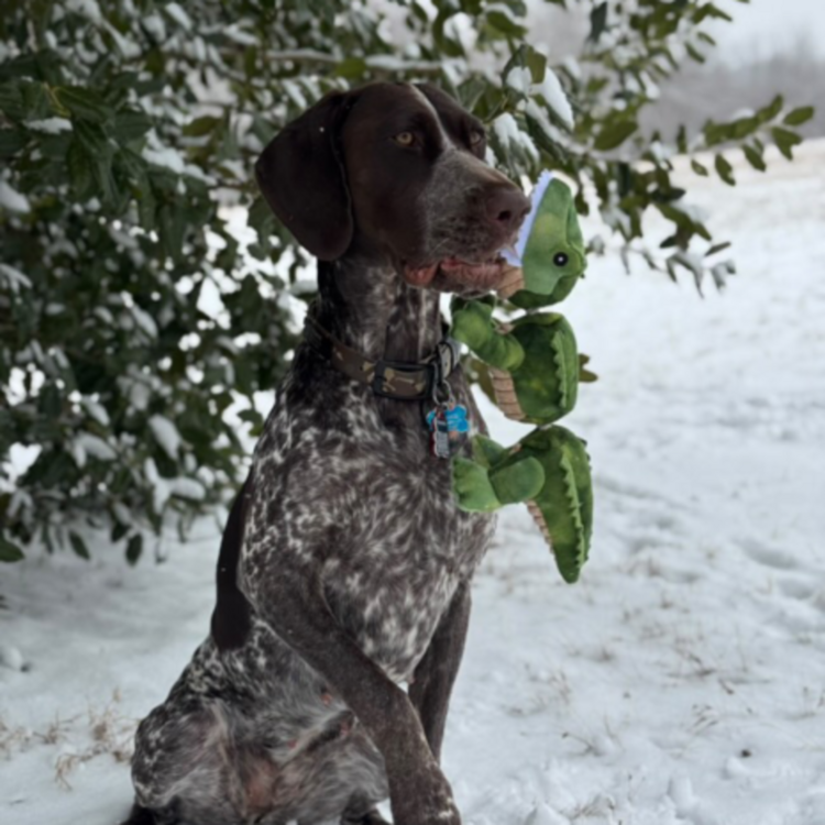 Tall Tails Gator Rope 14"