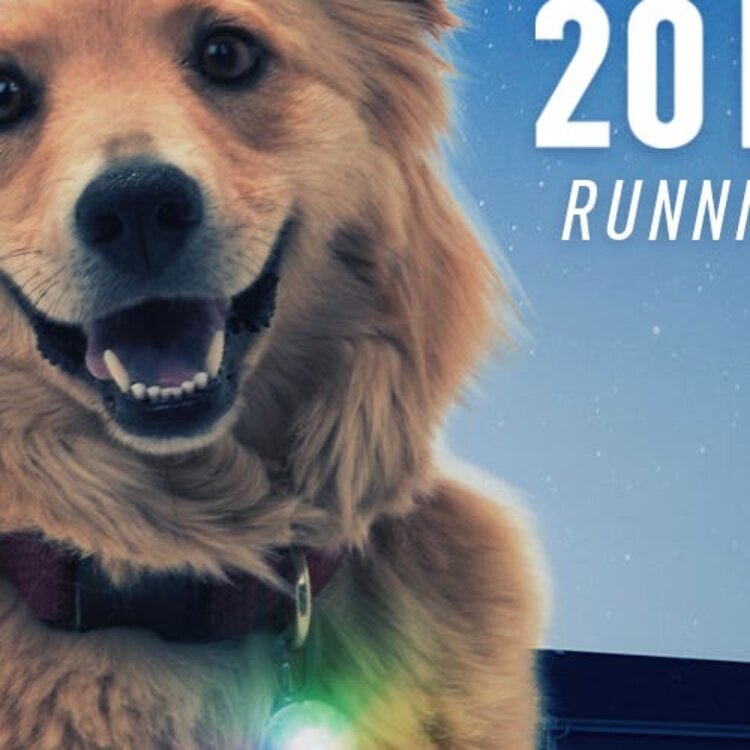 Niteize SPOTLit LED Collar Orange